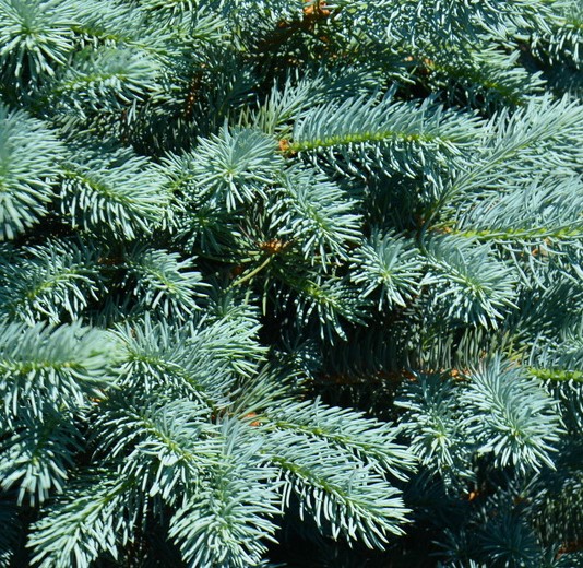 Ель колючая Бейби Блю Айс